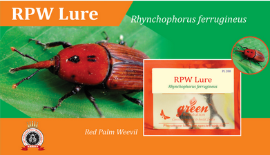 Red Palm Lure / Rhynchophorus Ferrugineus Pheromone Lure
