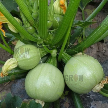 Grow Delight F1 Squash Round Rajput
