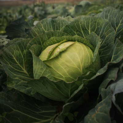Cabbage / Patta Gobi F1 Royal Nova