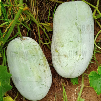 Ash Gourd F1 Rustam Elite