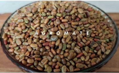 Shevari Seeds (Sesbania Sesban)