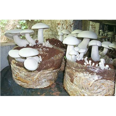 SporeKart Shroomness Sterilized Hardwood Sawdust (Dried) 4.5 Kg