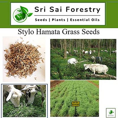 Fodder Stylo Hamata Grass Seeds