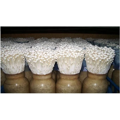 SporeKart Shroomness Mushroom Cultivation Supplement 4.5 Kg