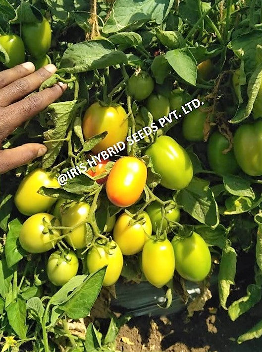 Tomato Iris F1 Kesar Improved