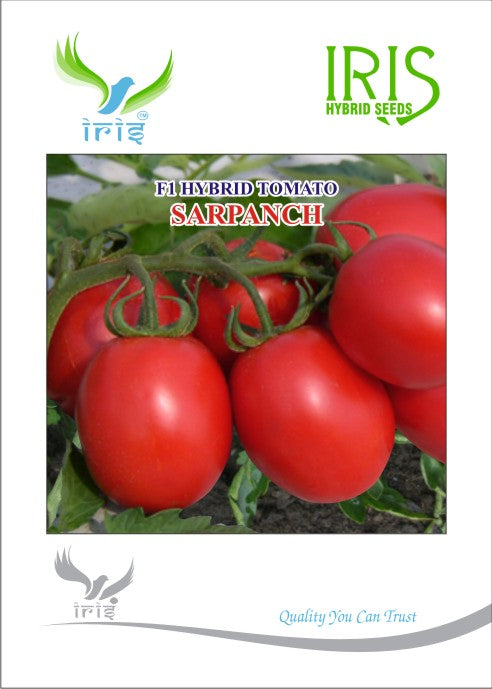 Tomato Iris F1 Sarpanch (Heat)