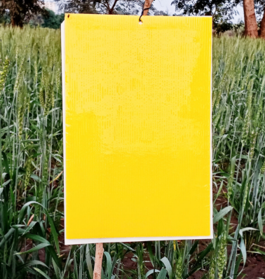 Chipku Yellow Sticky Trap A4