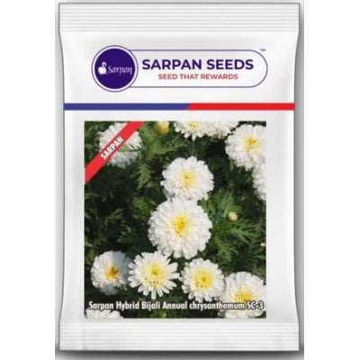 Chrysanthamum Sarpan Bijali White SC-3