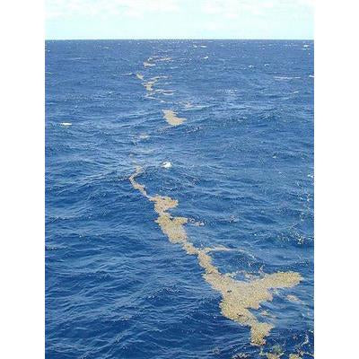Brown Seaweed -Sargassum Wightii