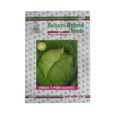 Cabbage / Patta Gobi Galaxy-075