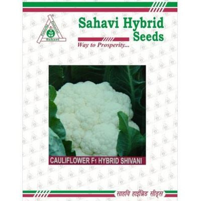 Cauliflower Shivani