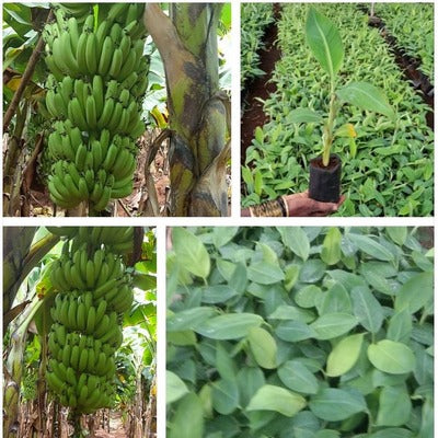 Balaji Tissue Culture Banana Plants - Grand-9 (Polybag)