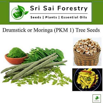Moringa Drumstick Tree Seeds 350 grams
