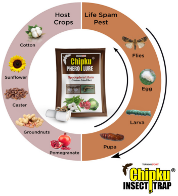 Chipku Pheromone Funnel Trap with Spodoptera Litura Lure (Combo Pack of 10)