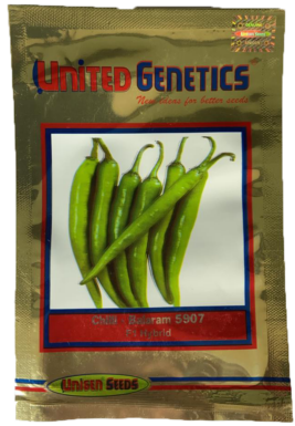 Chilli / Hot Pepper Balaram 5907