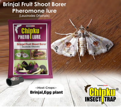 Chipku Brinjal Fruit & Shoot Borer Lure
