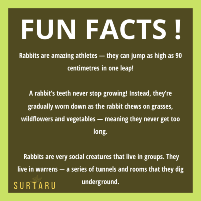 Surtaru Rabbit Feed