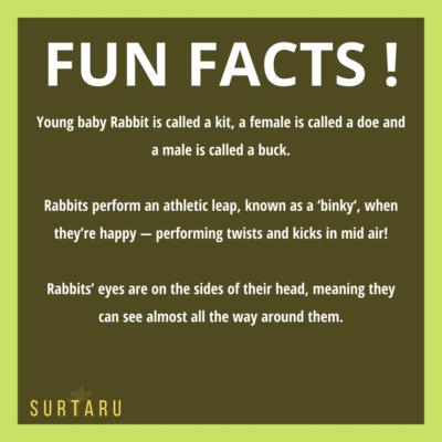 Surtaru Rabbit Feed