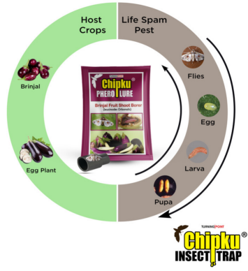 Chipku Pheromone Funnel Trap with Brinjal Fruit & Shoot Borer Lure (Combo Pack of 10)