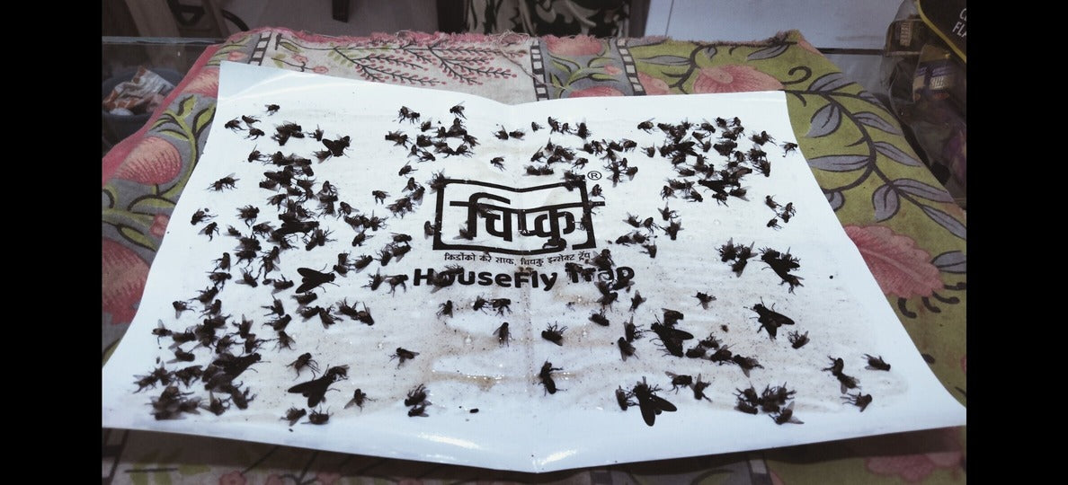 Chipku Fly Trap
