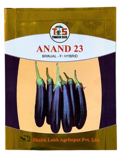 Brinjal Anand-23