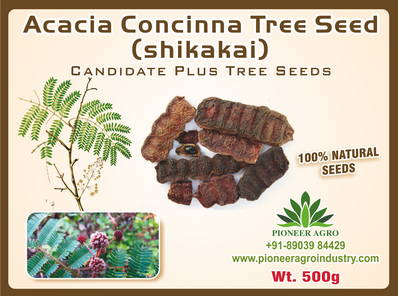 Acasia concinna / shikakai Tree Seed