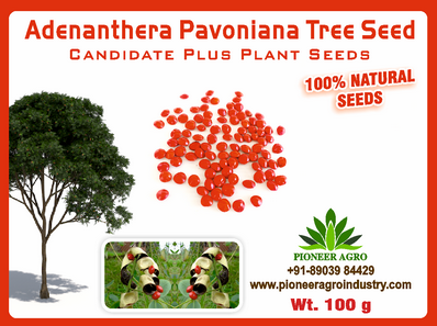 Adenanthera Pavoniana / Coral Wood Tree Seed 100 grams