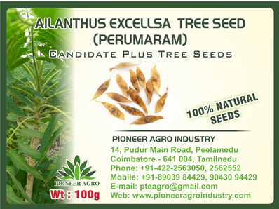 Ailanthus Excellsa / Mahanimb Tree Seed