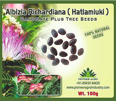 Albizia Richardiana / Saras Tree Seed