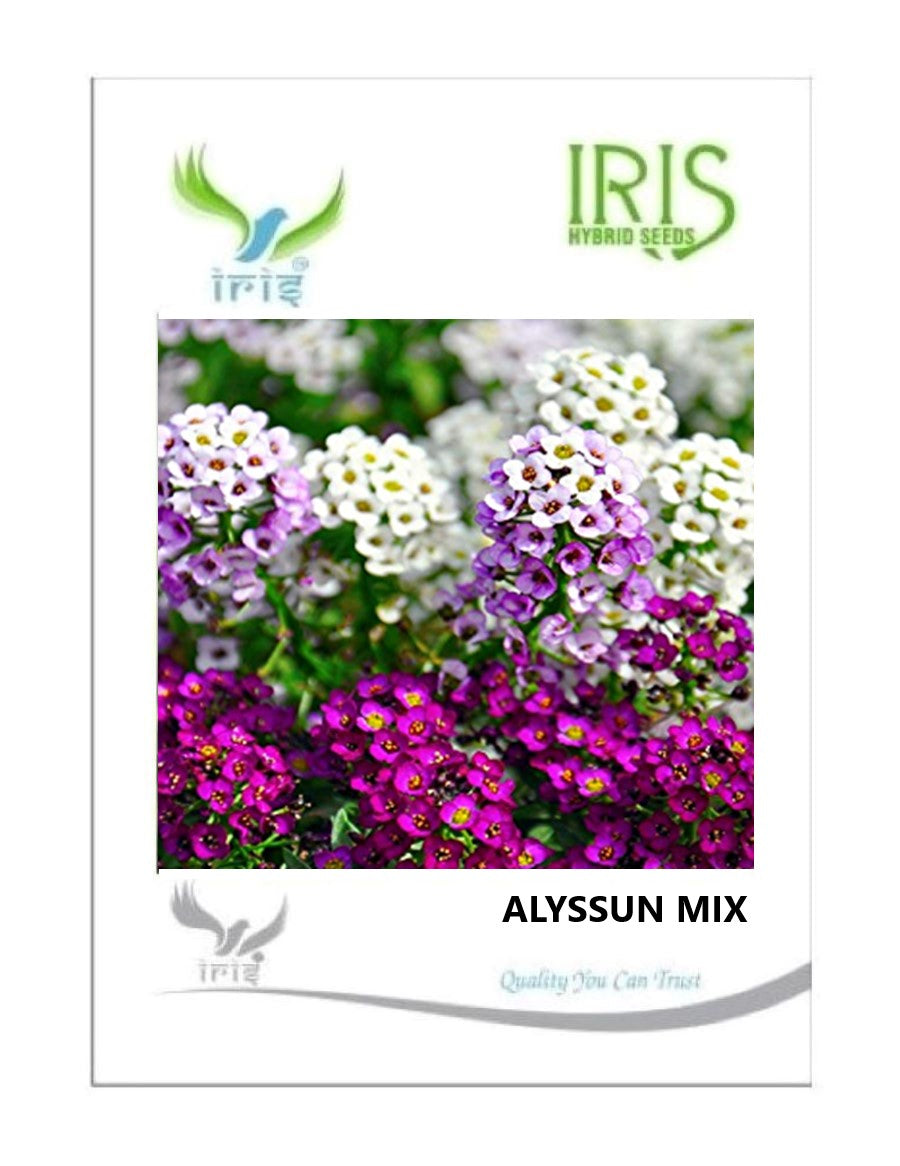 Iris Imported Alyssum Mix