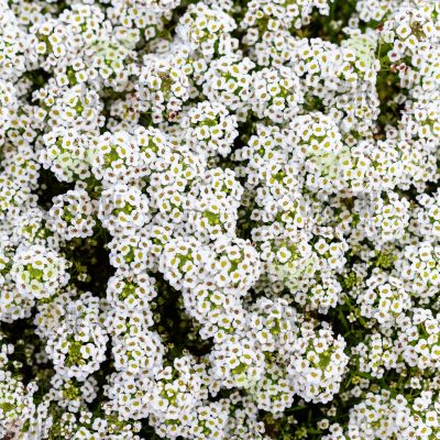 Grow Delight Imported Alyssum White