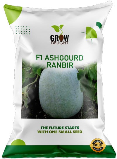 Ash Gourd F1 Ranbir