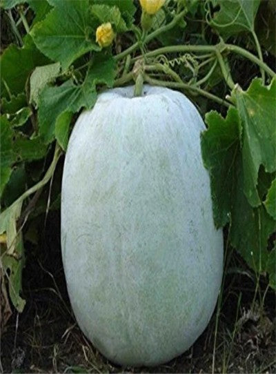 Ash Gourd F1 Ranbir
