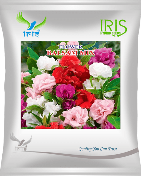 Iris Imported OP Balsam Mix 300+ Seeds