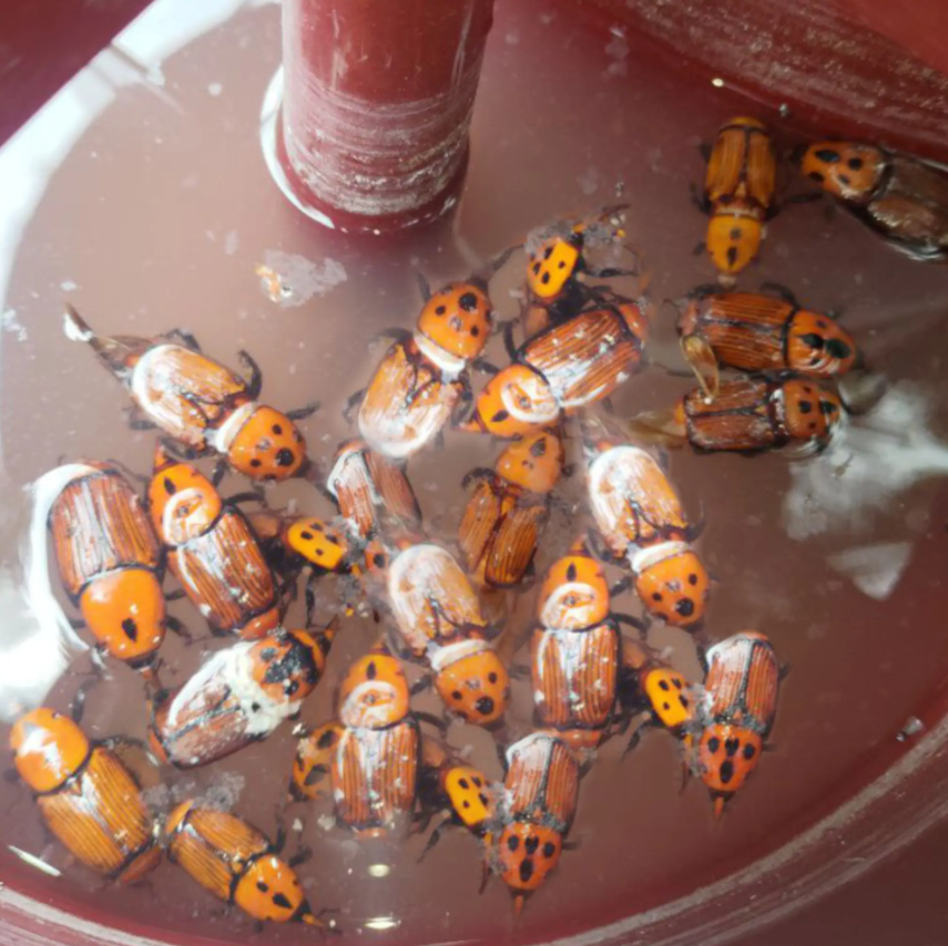 Barrix Hunter Red Palm Weevil Phero - Kairo Lure
