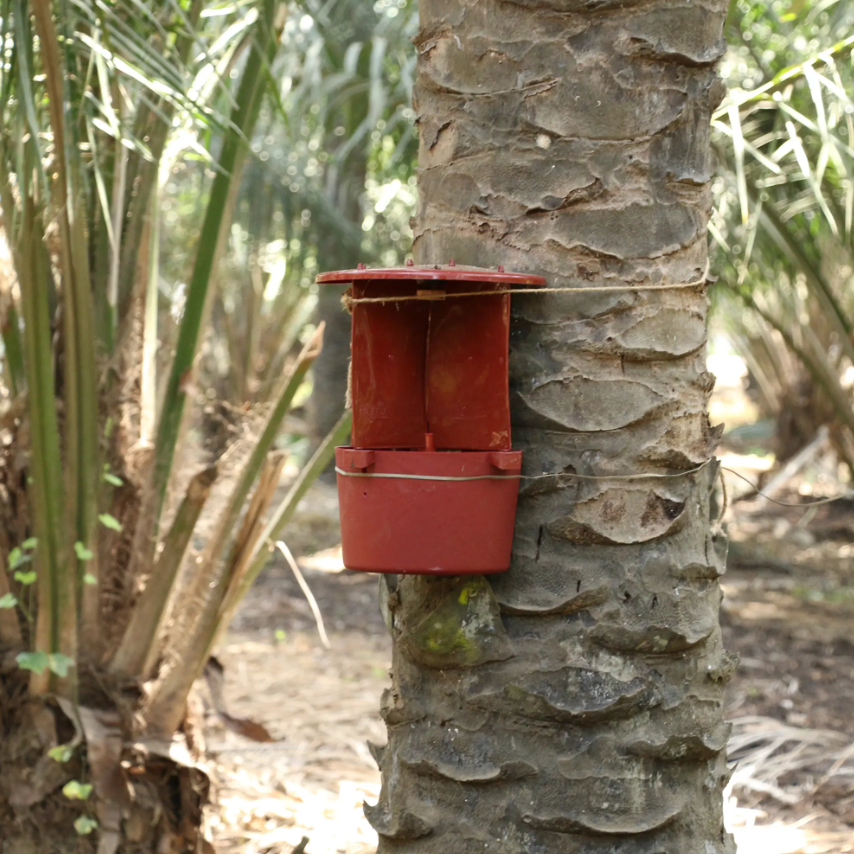 Barrix Hunter Red Palm Weevil Phero - Kairo Lure