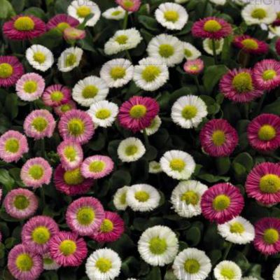Grow Delight Imported Bellis Mix