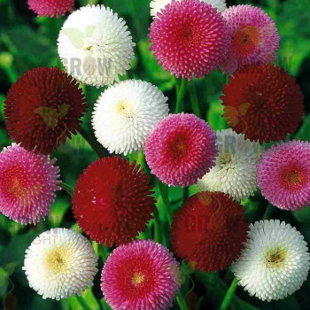 Grow Delight Imported Bellis Mix