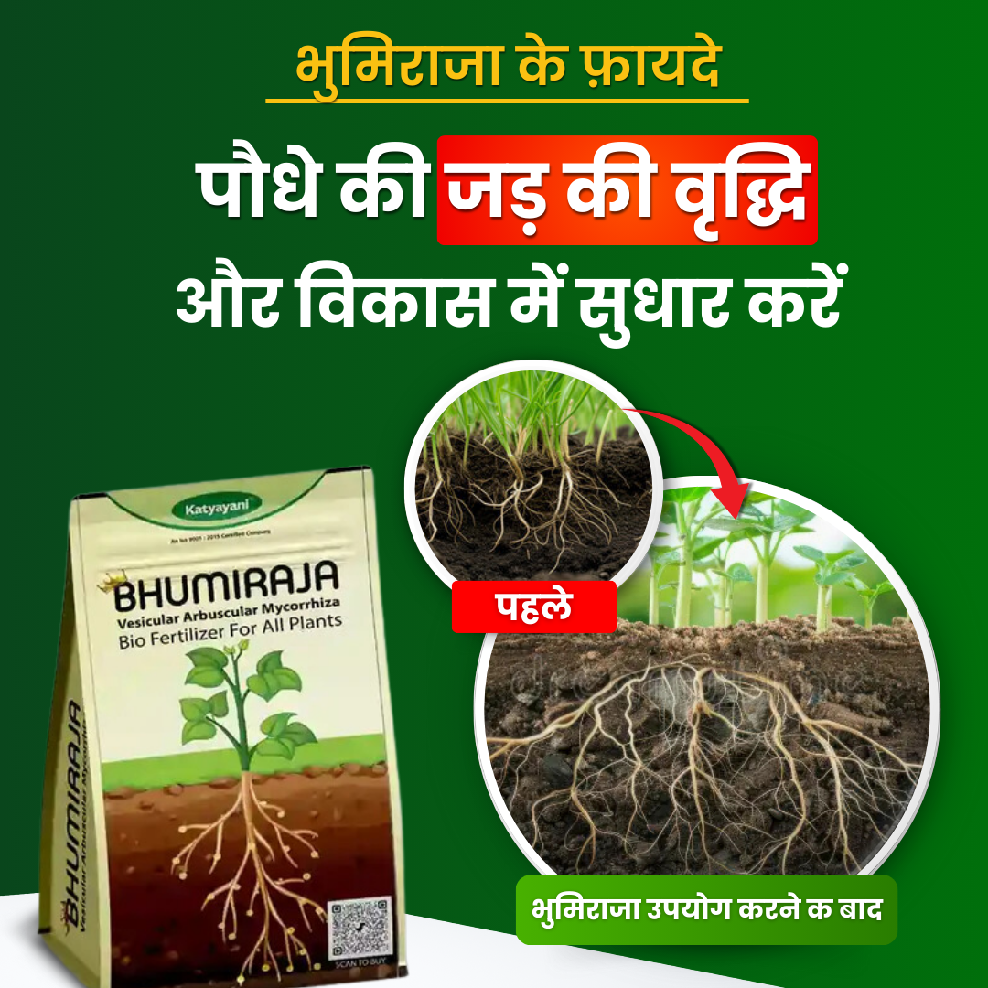 Katyayani Bhumiraja | Mycorrhiza | Bio Fertilizer