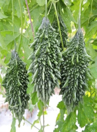 BitterGourd / Karela F1 Tinkoo