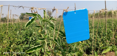 Chipku Blue Sticky Trap A5