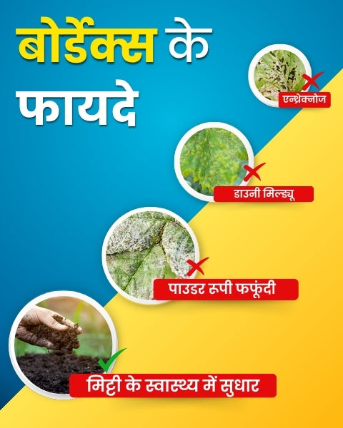 Katyayani K-Bordeaux Mixture | Chemical Fungicide | Control Fungal and Bacterial Disease