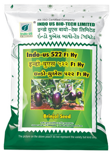 Brinjal Indo US 522