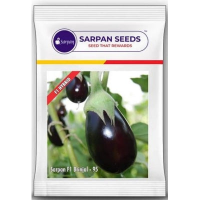 Brinjal Sarpan 95