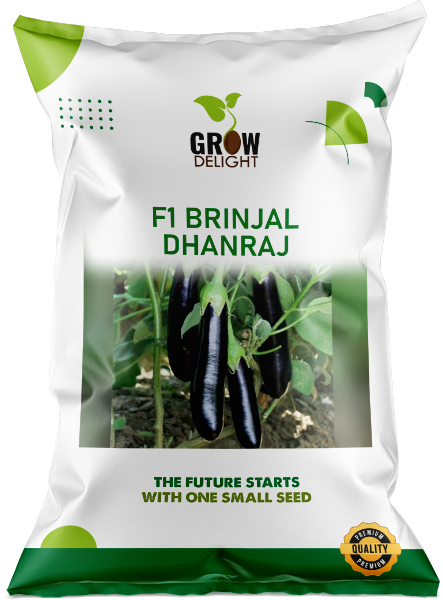 Brinjal F1 Dhanraj