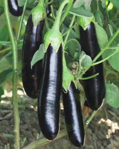 Brinjal F1 Dhanraj