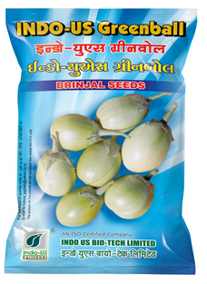 Brinjal Indo US Greenball