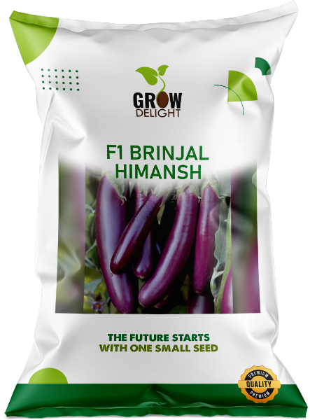Brinjal F1 Himansh