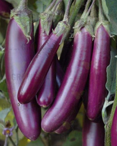 Brinjal F1 Himansh