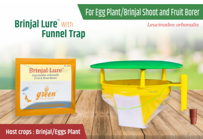 Combo Pack of Funnel Pheromone Trap + Brinjal Pheromone Lure (for Brinjal Fruit & Shoot Borer)
